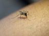 Princesa confirma o quarto caso de Dengue deste ano