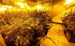PM encontra estufa com mais de 400 pés de maconha dentro de casa 