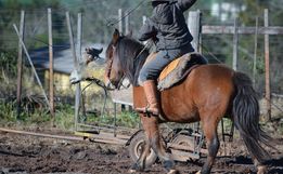 Escolinha de laçadores realiza 1ª Festa Campeira de Vaca Mecânica
