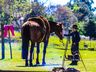 SMO: Grupo de Cavalarianos promove o 6º Acampamento Farrapo