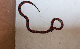 Serpente mais venenosa do país, é encontrada em porta de casa de SC