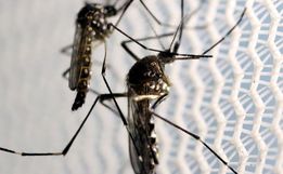Mortes por dengue dobram em um mês em SC