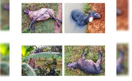 Cachorros matam oito ovelhas em São Miguel do Oeste