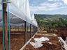 Empreendedor aposta na produção de hortifrutis no interior de Mondaí