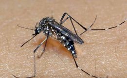 Aumento do vetor da Dengue é esperado para os próximos meses na região