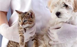 Município realiza mutirão de castração de animais em Agosto