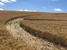 Revista paga para identificar autor de agroglifo em Ipuaçu