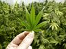PM localiza plantação de maconha no interior de São Miguel do Oeste