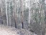 Fogo consome um hectare de reflorestamento em Itapiranga  