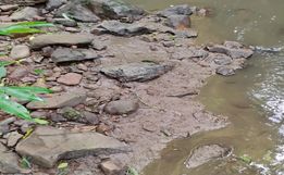 Polícia Ambiental investiga poluição hídrica em Itapiranga