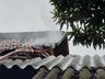 Idoso elimina vespas e causa princípio de incêndio em residência na linha Cristo Rei