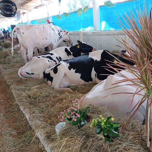 Segundo dia de Itaipu Rural Show reúne palestras e networking em Pinhalzinho 