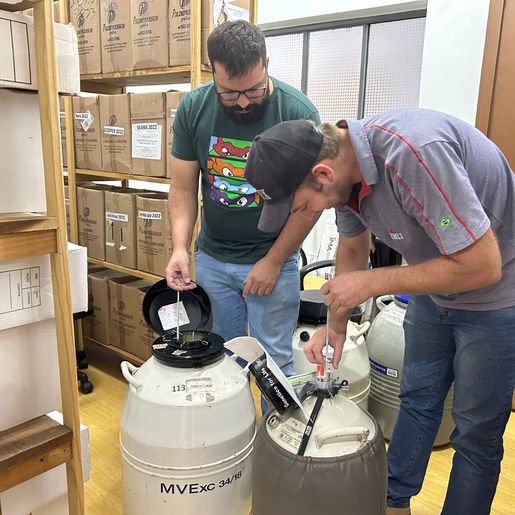 Iporã do Oeste amplia regulariza estoque de sêmen bovino