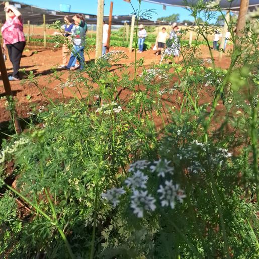 Grupo de Saúde Mental visita horto medicinal em Palma Sola 