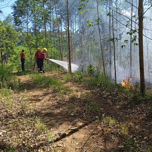 Incêndio de grandes proporções atinge plantação de eucalipto no interior 