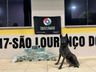 Cerca de 30kg de crack avaliados em mais de R$ 500 mil são apreendidos na SC-157