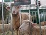 Exposição de animais será destaque na 15ª Efacitus, em Tunápolis