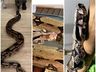 Professor de SMO cria três jiboias e um cão dentro da própria casa