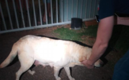 Homem suspeito de matar nove filhotes de cachorro a pauladas é denunciado
