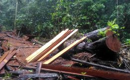 Santa Catarina é o quarto Estado que mais desmatou a Mata Atlântica entre 2019 e 2020