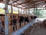 Cidasc conta com novos veterinários para serviços de defesa sanitária