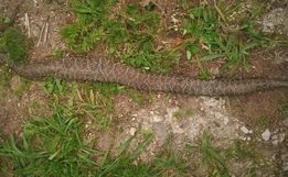 Serpente Urutu mata vaca na Serra Catarinense