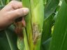 Agricultores que tiveram perdas com a cigarrinha podem solicitar cobertura pelo Proagro