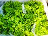 Ex-empresário do ramo frigorífico desempenha atividades com a produção de hortaliças