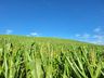Estiagem afeta produção agrícola e leiteira em São Miguel do Oeste