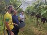 Produtor comemora safra da uva em Guarujá do Sul