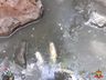 PMA constata poluição e mortandade de peixes em rio de Itapiranga