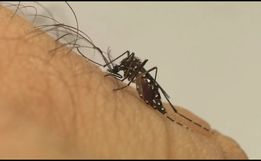 Dengue causa mais de 120 mortes em SC nos primeiros quatro meses de 2024