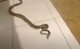 Homem dá de cara com cobra ‘mais rápida do Brasil’; confira o vídeo