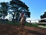 VÍDEO: Relação entre humanos e cavalos traz benefícios para o corpo e mente 