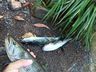 Vídeo: Após mortes de peixes, morador denúncia poluição em riacho de SMOeste