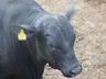 Leilão no Extremo Oeste vende 40 touros e destaca avanço da genética bovina