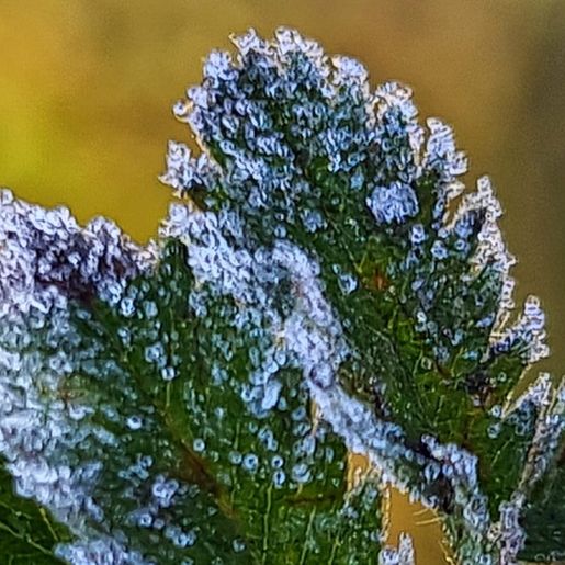 Geada cobre paisagens na Serra de SC e temperatura chega a 2,9ºC