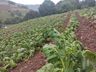 Levantamentos confirmam que 100 mil pés de tabaco foram perdidos com temporal