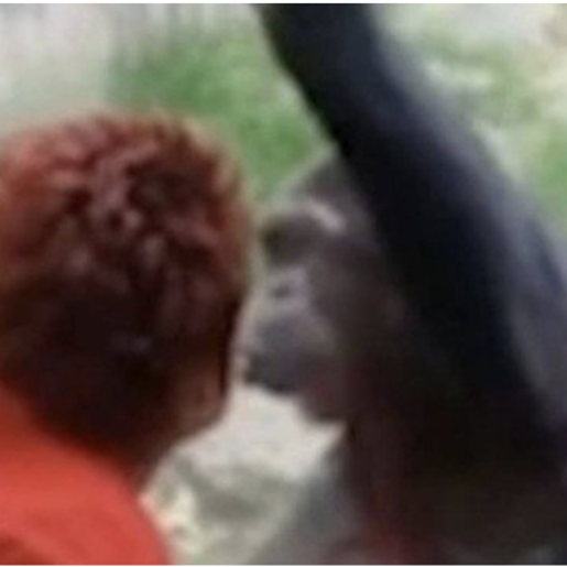Mulher é expulsa de zoológico após manter caso com chimpanzé por quatro anos