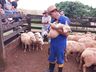 Ovino caprinocultura é trabalhada com produtores em Guarujá do Sul
