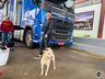 Itapiranga realiza mutirão de castração de cães e gatos