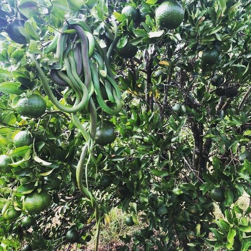 Cacho de cobras é achado no RS e exibe fenômeno raro