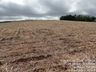 Cultivo de milho ocupa 16.860 hectares no Extremo Oeste em 2024/2025