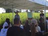 Epagri de Iporã do Oeste realiza Dia de Campo sobre nova variedade de pastagem