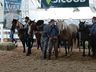 Cavalos crioulos de Itapiranga são avaliados na 11ª Efrait
