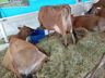 Segundo dia de Itaipu Rural Show reúne palestras e networking em Pinhalzinho 
