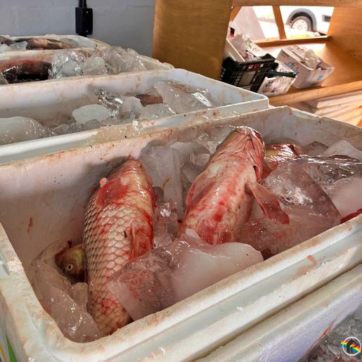 Feira do Peixe começa com previsão de venda de 5 toneladas em SMOeste 