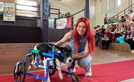 Desfile de cães tem presença de 30 animais na Faismo 2024