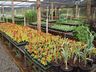 Viveiro de Guaraciaba recebe encomenda de mil e duzentas mudas de plantas