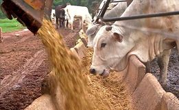 Epagri realiza a primeira etapa do curso de gado de corte neste mês